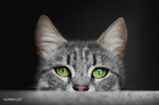 comment voit un chat