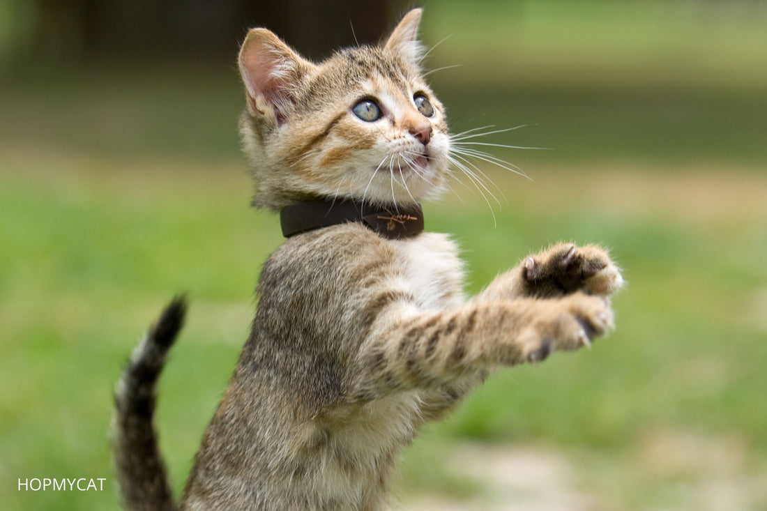 comment dresser un chat