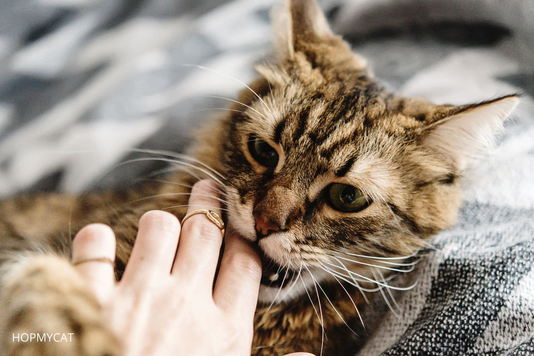 pourquoi mon chat me mordille puis me leche
