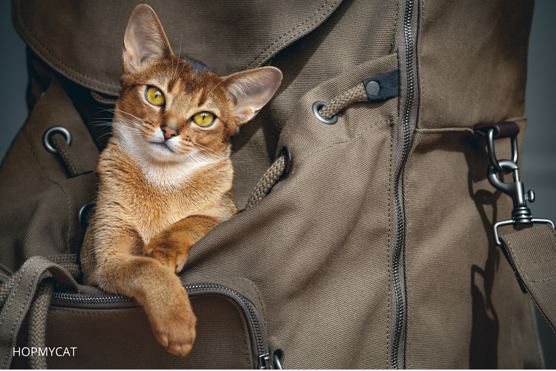Comment Voyager Avec Un Chat En Train