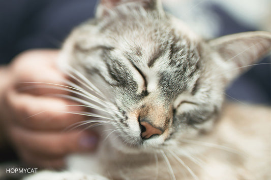 pourquoi les chats ronronnent