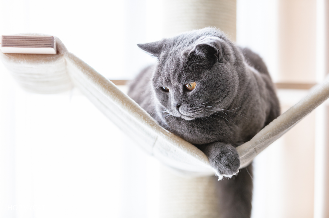 Comment Nettoyer un Arbre à Chat