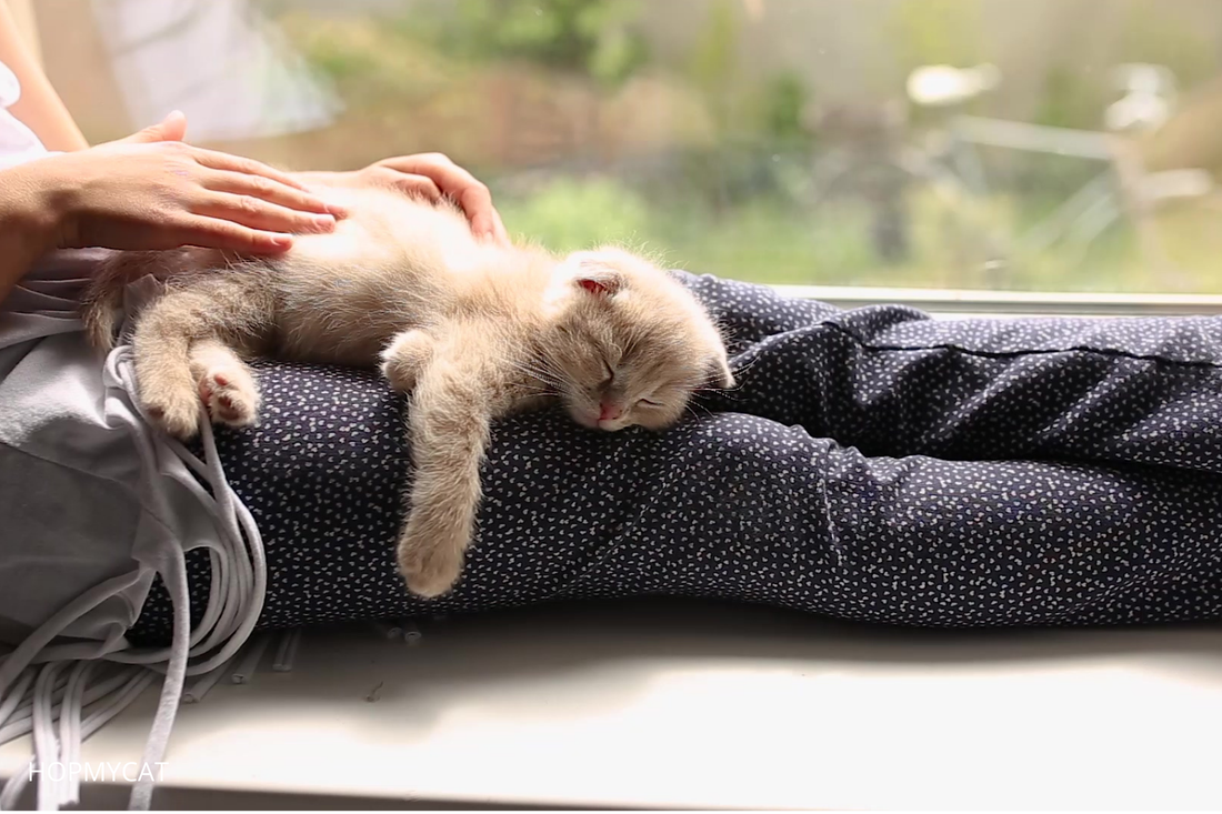 Pourquoi Mon Chat Dort Sur Moi