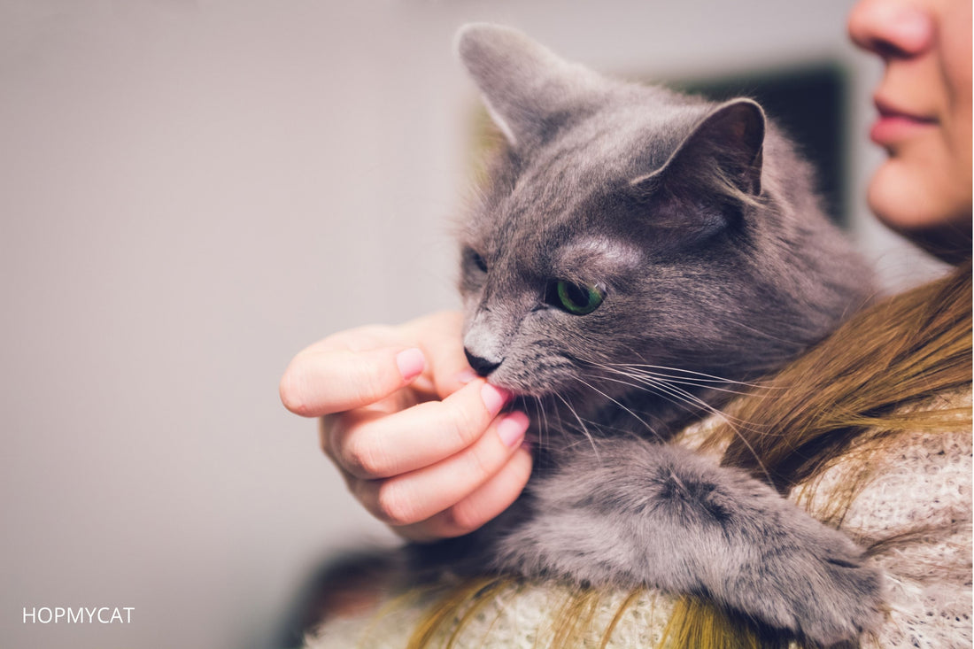 pourquoi mon chat me leche