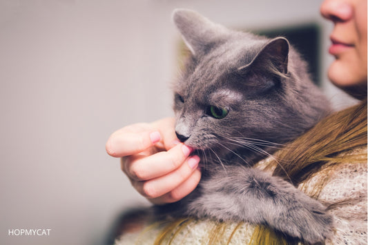 pourquoi mon chat me leche
