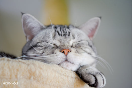 Combien de temps dort un chat
