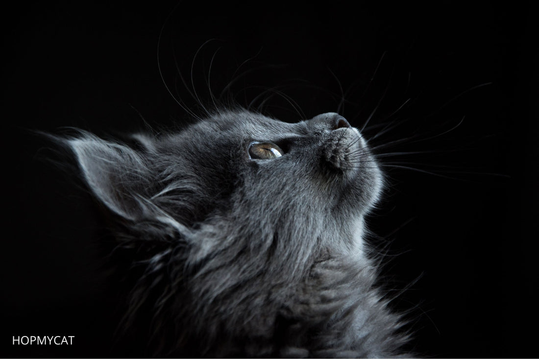 combien de temps vit un chat