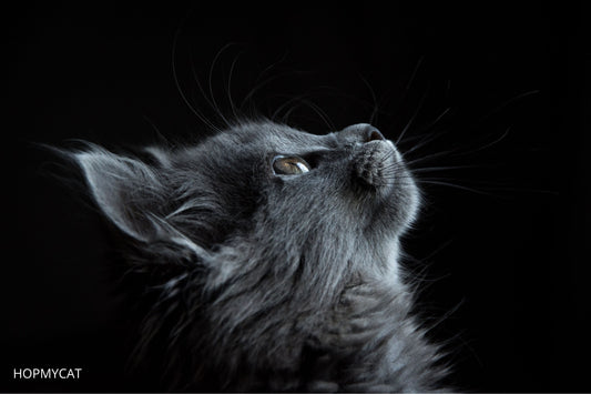 combien de temps vit un chat