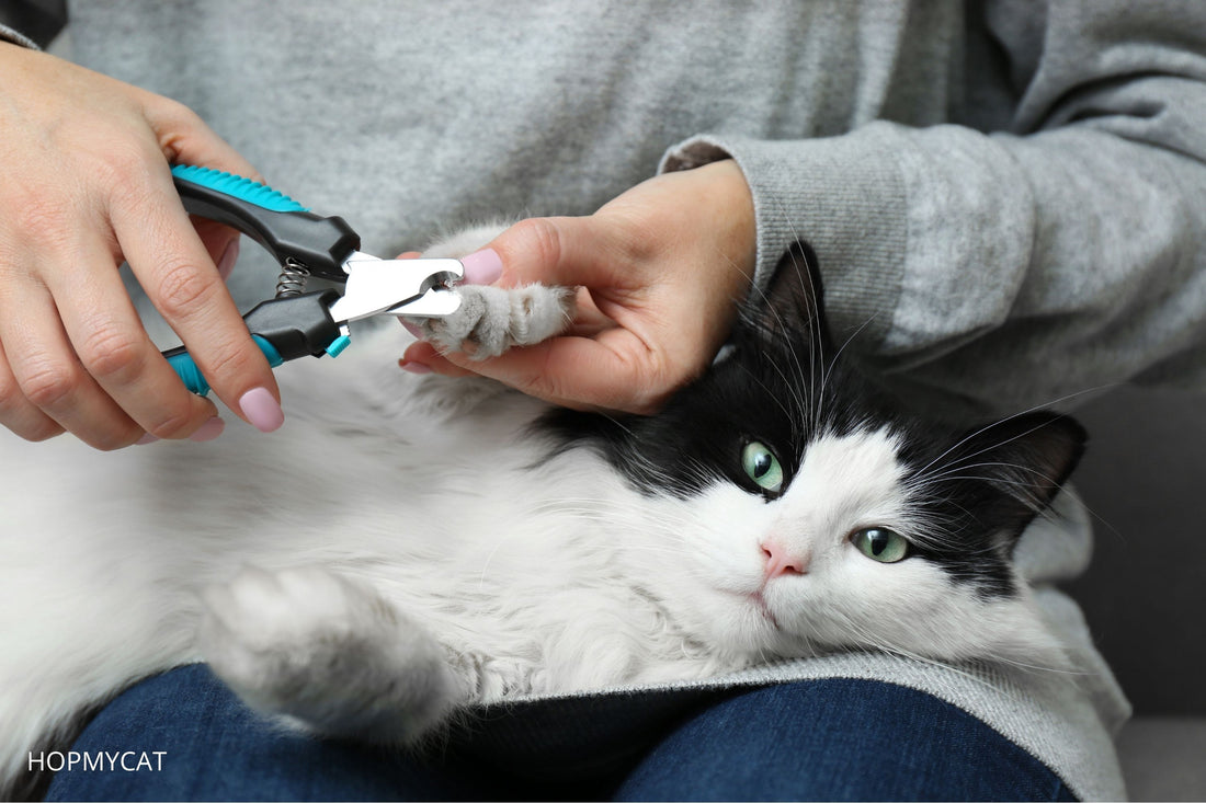 Comment couper les griffes d'un chat