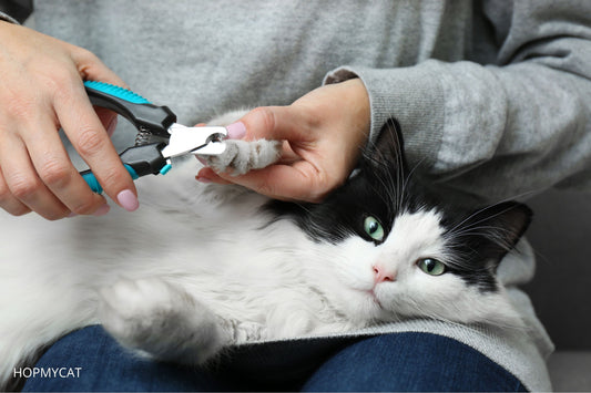 Comment couper les griffes d'un chat
