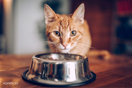 Pourquoi Mon Chat Gratte Autour de Sa Gamelle