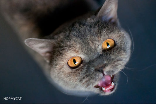 pourquoi mon chat miaule la nuit