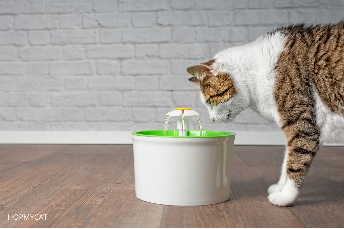 Comment Choisir la Fontaine à Eau pour Son Chat
