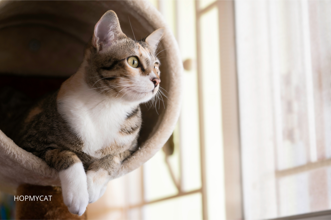 Quel arbre à chat choisir