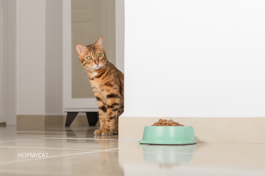 comment choisir une gamelle pour chat