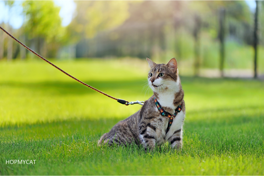 Comment choisir un harnais pour chat