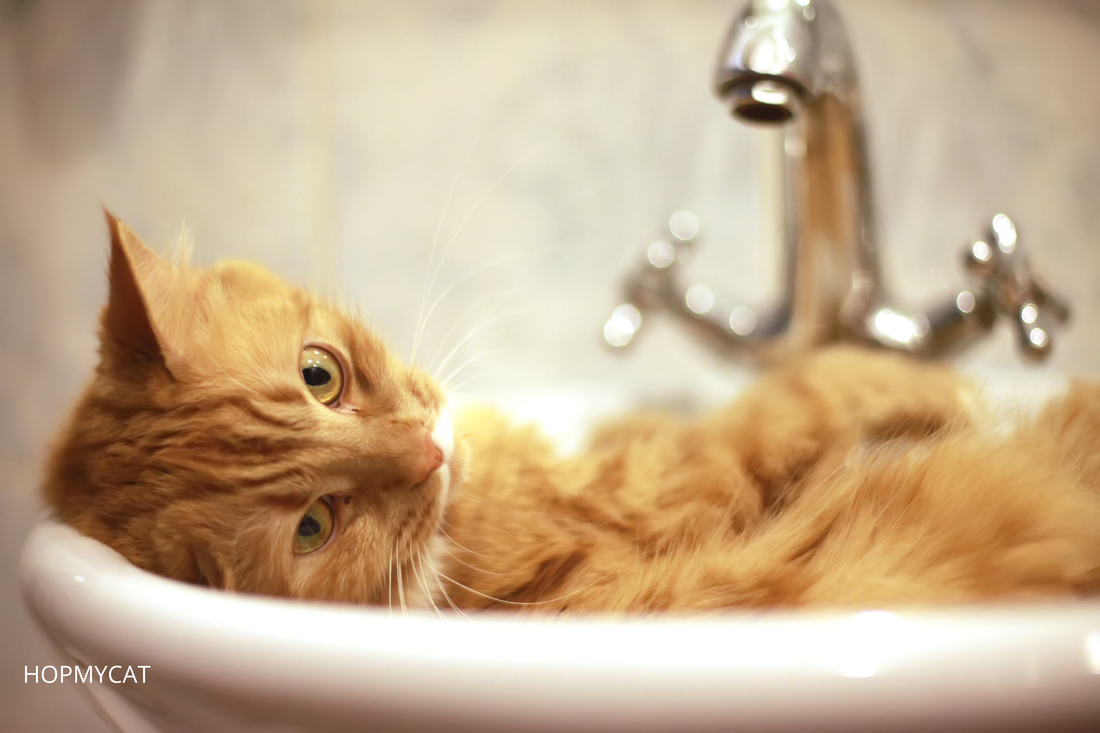 Comment laver un chat