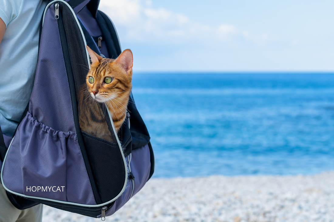 choisir le sac à dos ou la caisse de transport pour chat