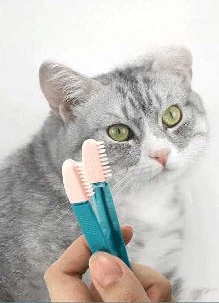 Brosse pour Chat douce pour les yeux | HopMyCat