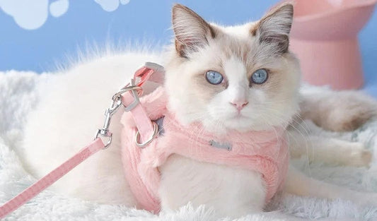 Harnais pour Chat - Edition Hiver | HopMyCat