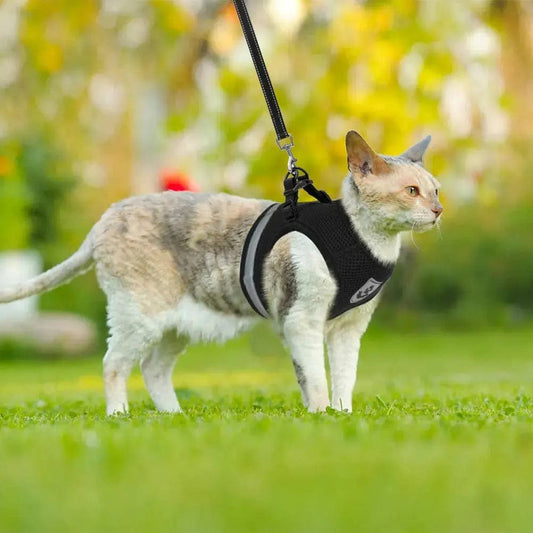 Harnais pour Chat Réfléchissant avec Laisse en Nylon | HopMyCat